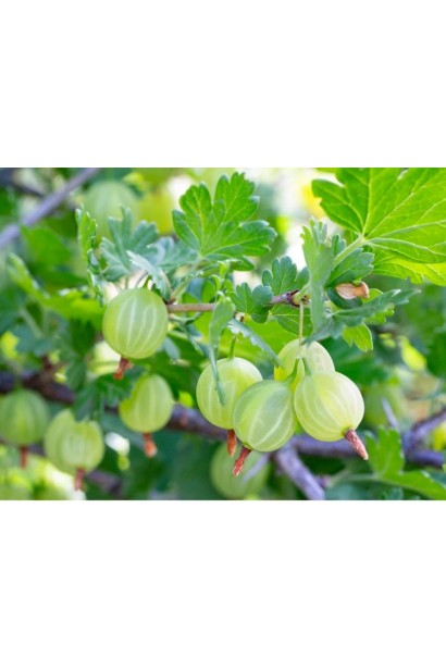 Ribes uva-crispa White Smith